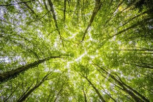 upwards photo of trees